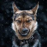 Haris Hadžić - @athari001 - Instagram