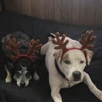 Harlan Harrison - @hsaxet766 - Instagram