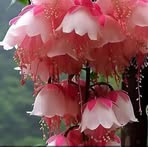 Hydier Haroon - Facebook