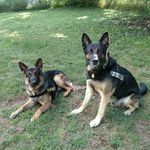 Harlan Schultz - @proforcek9 - Instagram