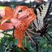 Harlan White - Facebook