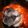 Harleebell - @harleerose18 - TikTok
