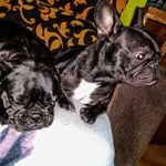 Arnold&Harley - @arnoldandharley - Instagram