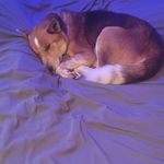Harley Arnold - @thunderstruck_steel - Instagram