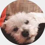 Harley - @_harleyball - Instagram