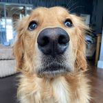 Harley Barnes 🐾 - @harley_the_goldie_ - Instagram