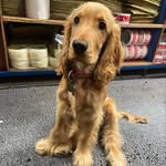 Harley Barr - @harleythecockerspaneil - Instagram