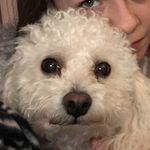 Harley - @harley_davidson_bolin - Instagram