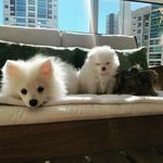 @harley_molly_bolinha - Instagram