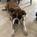 Boxer Les Bebe De Harley - Facebook