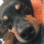 Harley - @harley_d_boyer - Instagram