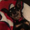 Harley the Dog - @harleydboyer - TikTok