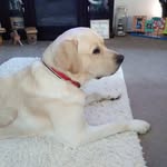 Harley Bright's WhiteLightning - @harley_bright1234 - Instagram