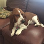 Harley Buchanan - @harkiki_the_basset - Instagram