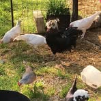 Harley Collins - Facebook
