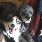 Cookie+Harley - @cookie_harley_8674 - Instagram