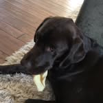 Harley Cook - @lifeofharleydoggo - Instagram