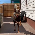 Harley Daugherty - @thedaughertypup - Instagram