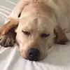 HarleyDeviner - @harleydeviner - TikTok