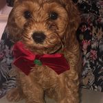 Harley Donaldson - @hd_harleydog - Instagram