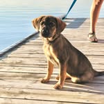 Harley Dunn - @harley.the.mountainmut - Instagram