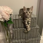 Harley Edwards - @harley_silver_tabby - Instagram