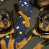 Harley edwards - @harley._edwards555 - TikTok