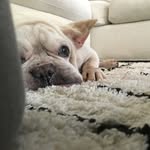 Harley - @harleytheelderlyfrenchie - Instagram