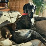 Harley & Frank - @_harley_and_frank_ - Instagram