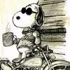 Harley Dog - @harleyfrank22 - TikTok