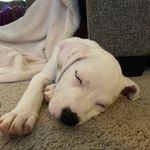 Harley Frank - @harleyfrank8 - Instagram