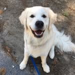 Harley Horatio Goodman - @harleyhgoodman - Instagram
