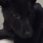 Harley Grimes - @harley.woof.grimes - Instagram
