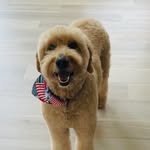 Harley Grimes - @adventures_of_harleydoodle - Instagram