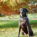Harley Haas - @harleyandbellaboo - Instagram