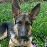 Manson Harley Haas - @manson_gsd - Instagram