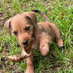 Harley Hicks🐶 - @harley.hicks22 - Instagram
