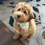 Harley Hood - @harleyhoodthedood - Instagram
