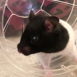 Harley Joseph - @harleythehamster10 - Instagram