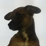 Harley Joseph - @harleythepup8 - Instagram