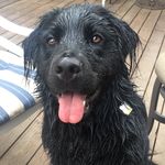 Harley Joseph the Newf - @harleyjoe_thenewf - Instagram