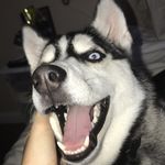 woof - @harley__joseph - Instagram