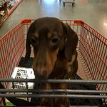 Harley Lyons - @harleybarleylyons - Instagram