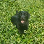 Harley Lyons - @hikingharley - Instagram