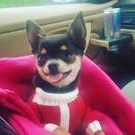 harley - @harleymarks2017 - Instagram