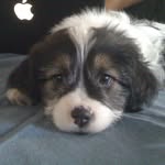 Harley Marsh - @harleypupkins - Instagram