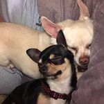 Harley, Sid & Peanut Matthews - @harleysidpeanut - Instagram