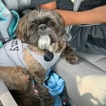 Harley J Shih Tzu from Fay - @harleyjamesmerchant - Instagram