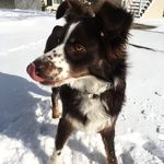 Harley Mitchell - @harley_theaussiepup - Instagram