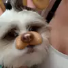 Puppy loves you - @harleymunoz2006 - TikTok
